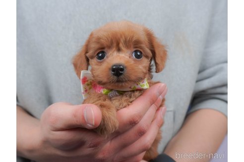 成約済の群馬県のミックス犬-372497の4枚目