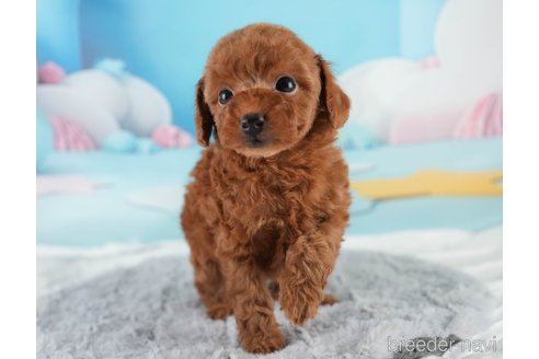 成約済の埼玉県のタイニープードル-372454の10枚目