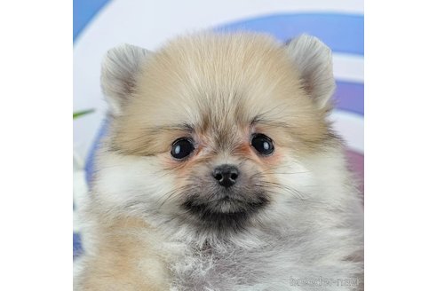 成約済の茨城県のポメラニアン-372850の9枚目