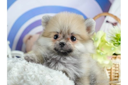 成約済の茨城県のポメラニアン-372850の8枚目