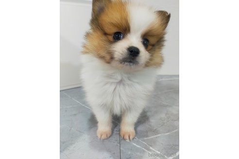 成約済の宮崎県のポメプー:ポメラニアン×トイプードル-372428の4枚目