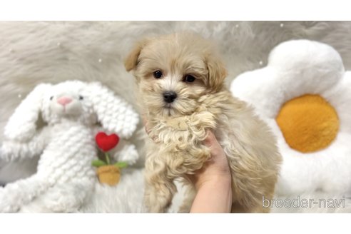 成約済の栃木県のマルプー:マルチーズ×トイプードル-369037の2枚目