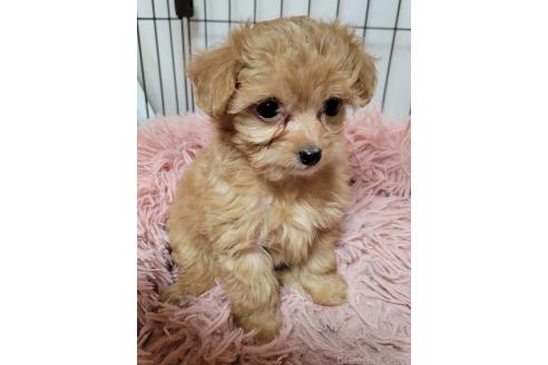 成約済の千葉県のチワプー:チワワ×トイプードル-368302の6枚目