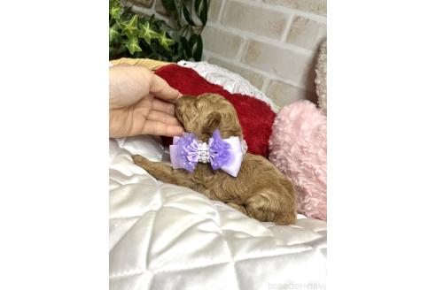 成約済の愛知県のトイプードル-371168の26枚目