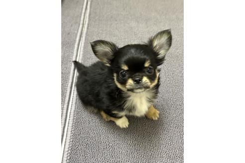 成約済の愛知県のチワワ(ロングコート)-372508