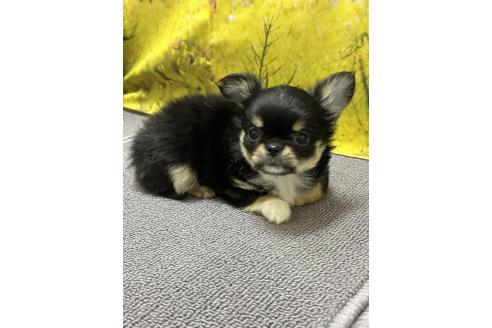 成約済の愛知県のチワワ(ロングコート)-372508の6枚目