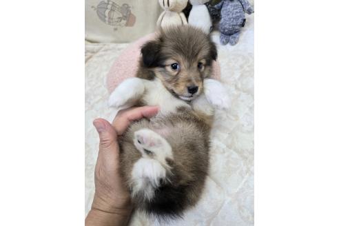 成約済の香川県のシェットランドシープドッグ(シェルティ)-372542の5枚目