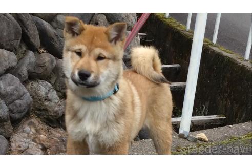販売中の京都府の四国犬-372541