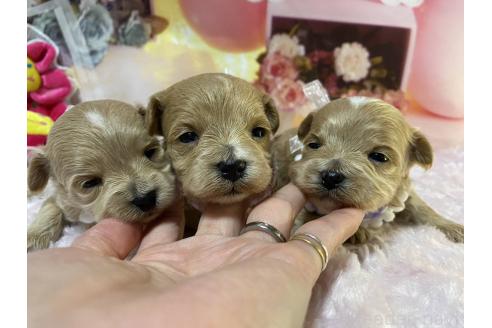 成約済の神奈川県のマルプー:マルチーズ×トイプードル-372544の32枚目