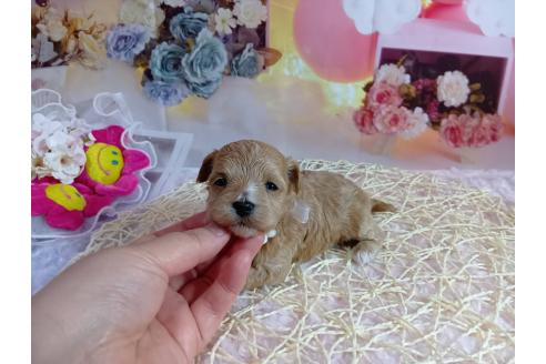 成約済の神奈川県のマルプー:マルチーズ×トイプードル-372544の31枚目