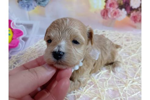 成約済の神奈川県のマルプー:マルチーズ×トイプードル-372544の29枚目