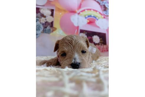 成約済の神奈川県のマルプー:マルチーズ×トイプードル-372544の20枚目
