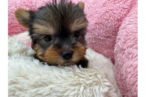 成約済の東京都のヨークシャーテリア-372552の1枚目