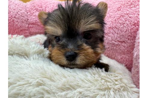 成約済の東京都のヨークシャーテリア-372552の10枚目