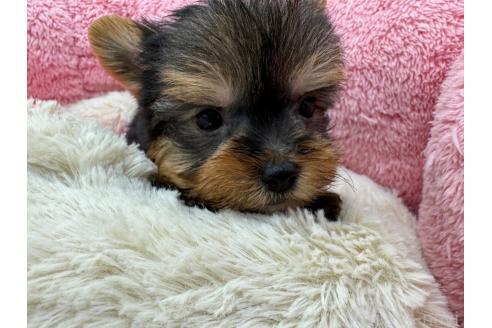 成約済の東京都のヨークシャーテリア-372552の9枚目