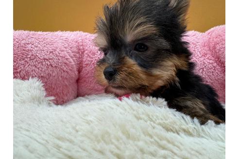 成約済の東京都のヨークシャーテリア-372552の8枚目