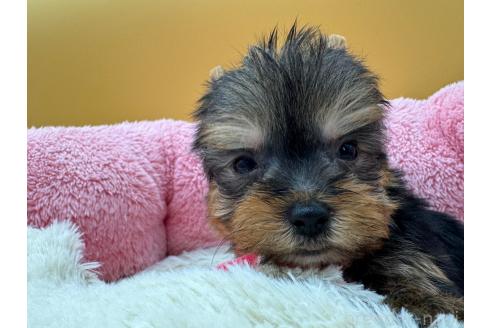 成約済の東京都のヨークシャーテリア-372552の7枚目