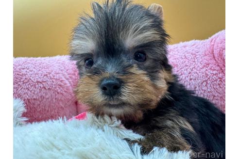 成約済の東京都のヨークシャーテリア-372552の6枚目