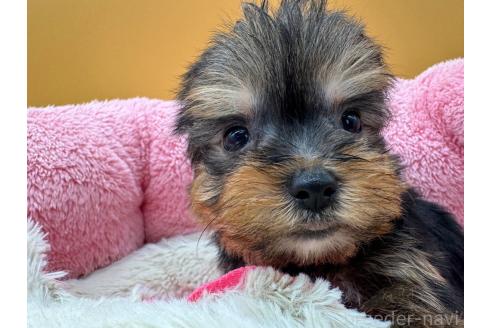 成約済の東京都のヨークシャーテリア-372552の4枚目