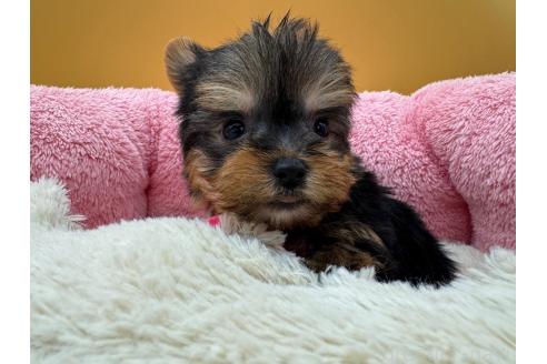 成約済の東京都のヨークシャーテリア-372552の5枚目