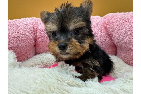 成約済の東京都のヨークシャーテリア-372552の3枚目