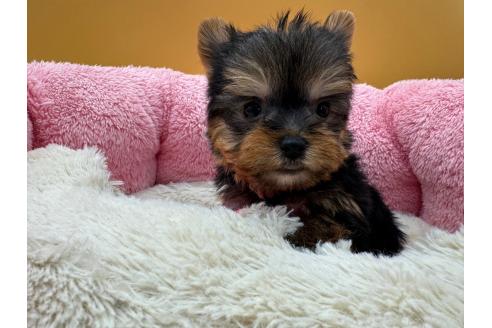 成約済の東京都のヨークシャーテリア-372552の2枚目