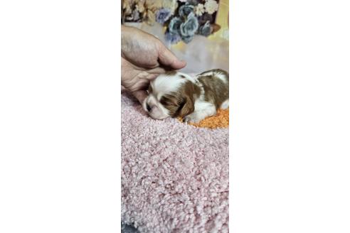 成約済の神奈川県のキャバリアキングチャールズスパニエル-372558の14枚目