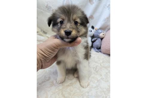 成約済の香川県のシェットランドシープドッグ(シェルティ)-372565の7枚目
