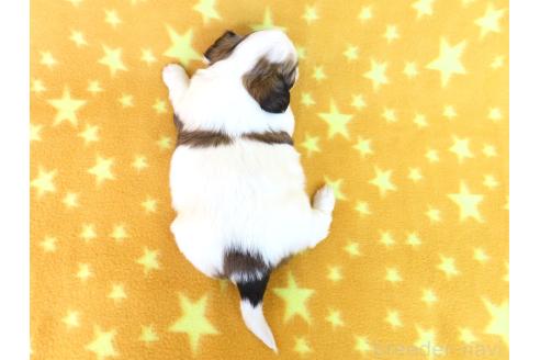 成約済の千葉県のパピヨン-370453の10枚目