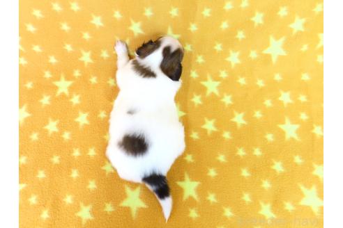 成約済の千葉県のパピヨン-370428の25枚目