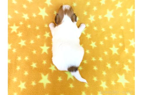 成約済の千葉県のパピヨン-370433の5枚目