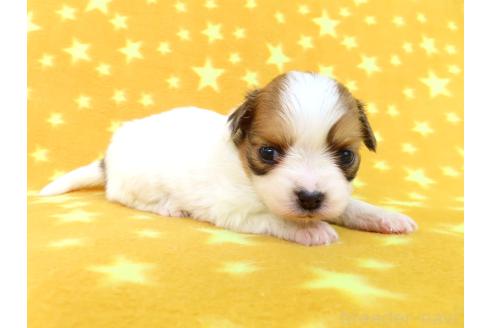 成約済の千葉県のパピヨン-370433の3枚目