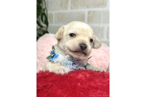 成約済の愛知県のミックス犬-371156の17枚目