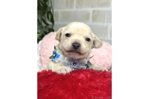 成約済の愛知県のミックス犬-371156の16枚目