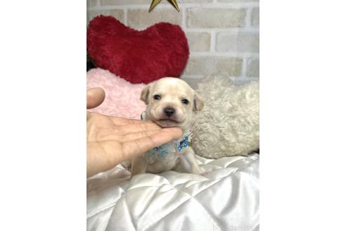 成約済の愛知県のミックス犬-371156の15枚目