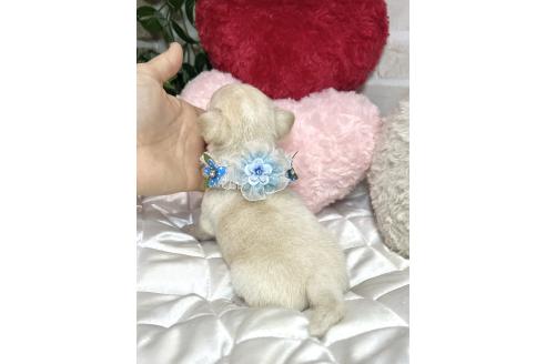 成約済の愛知県のミックス犬-371156の13枚目