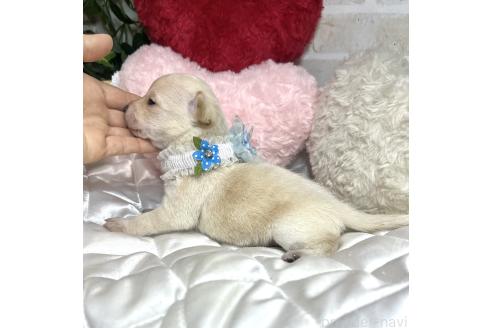 成約済の愛知県のミックス犬-371156の12枚目