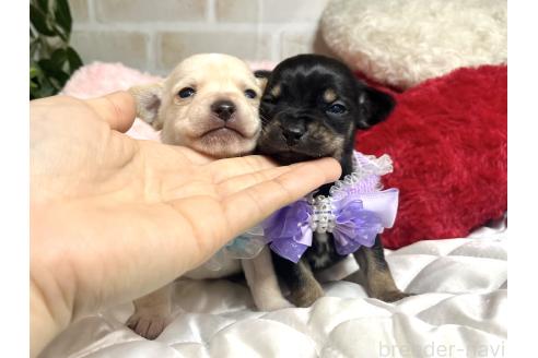 成約済の愛知県のミックス犬-371156の11枚目