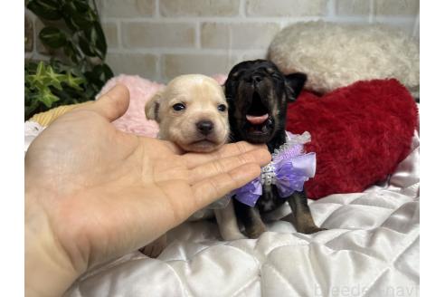 成約済の愛知県のミックス犬-371156の10枚目