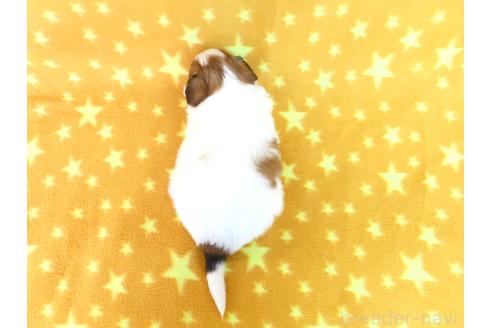 成約済の千葉県のパピヨン-370439の20枚目
