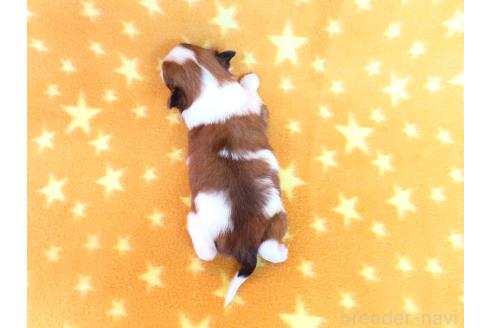 成約済の千葉県のパピヨン-372573の10枚目