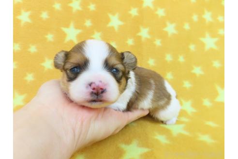 成約済の千葉県のパピヨン-372573の7枚目