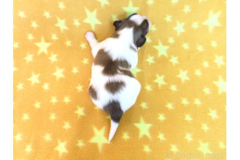成約済の千葉県のパピヨン-372581の15枚目