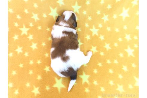 成約済の千葉県のパピヨン-372583の14枚目
