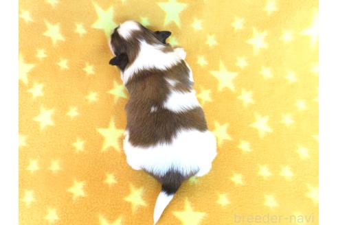成約済の千葉県のパピヨン-372584の10枚目