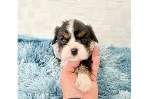成約済の埼玉県のキャバリアキングチャールズスパニエル-371165の5枚目
