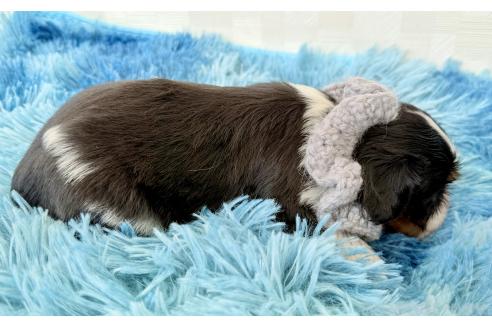 成約済の埼玉県のキャバリアキングチャールズスパニエル-371165の4枚目