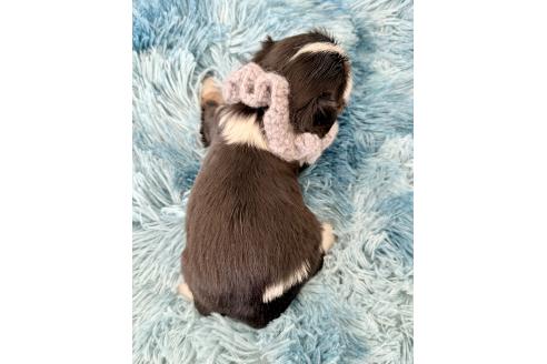 成約済の埼玉県のキャバリアキングチャールズスパニエル-371165の3枚目