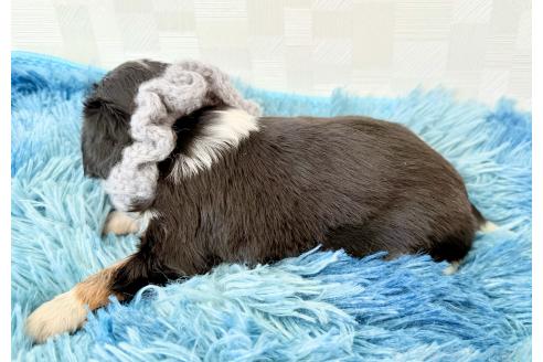 成約済の埼玉県のキャバリアキングチャールズスパニエル-371165の2枚目