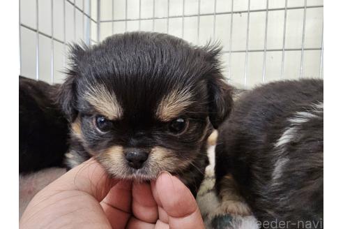 成約済の愛知県のミックス犬-372589の7枚目
